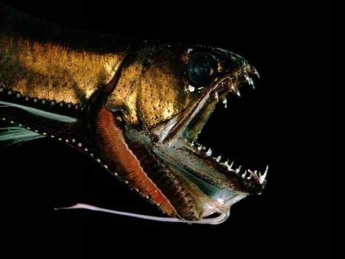 鱼类活化石：帆蜥鱼