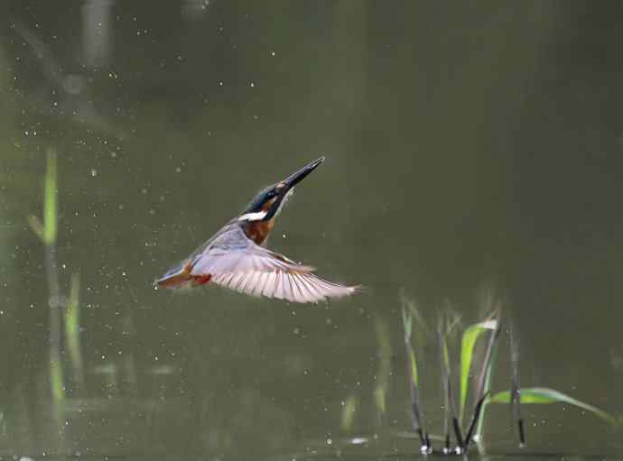 220.可爱小翠--飞姿图