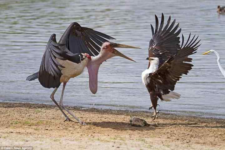 为了一条鱼，两只鸟大打出手！