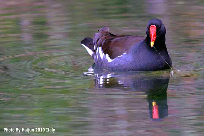 【亚平宁半岛之旅 wbr. wbr趣拍黑水鸡】