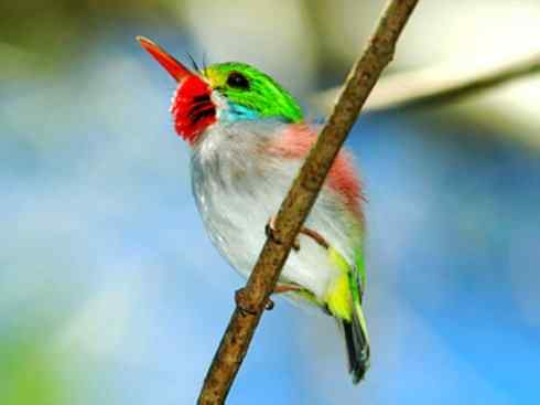 绝色攀禽：佛法僧目之短尾鴗