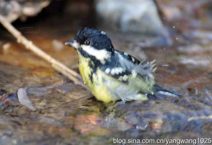 北京植物园的鸟类——溪流冬浴