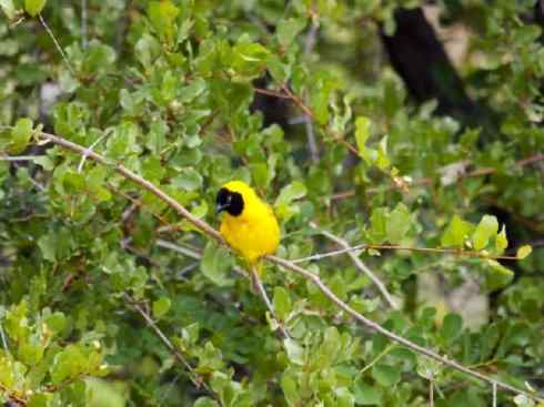 美丽无罪：雀鸟之寡妇鸟