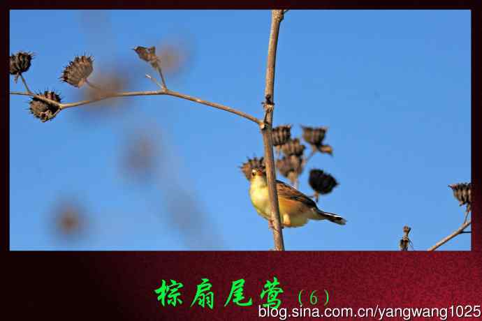 棕扇尾莺（6）