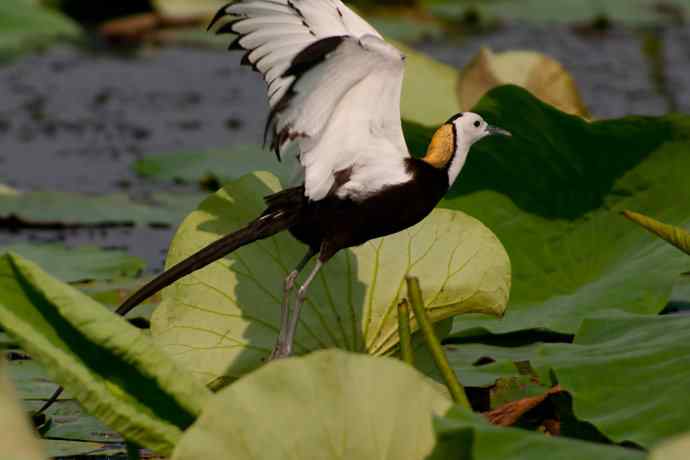 金领仙风.水凤凰 金领仙风.水凤凰