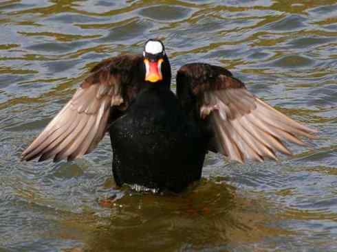 雁鸭之最之八（海番鸭、琵嘴鸭、绿翅鸭、鹊鸭）