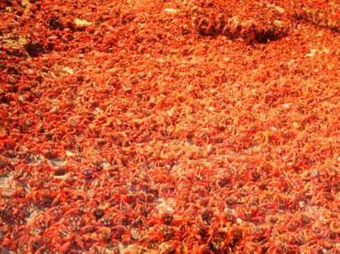 自然奇观：动物大迁徙(红蟹）