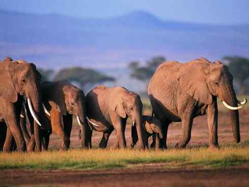 绝色攀禽:戴胜与林戴胜2 绝色攀禽:戴胜与林戴胜2