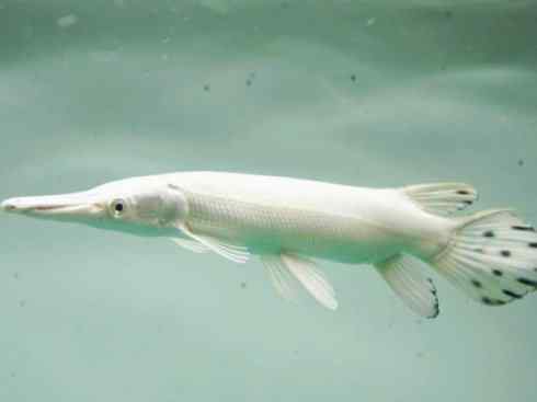 鱼类活化石：鳄雀鳝