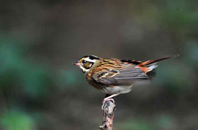 登枝的三道眉草鹀