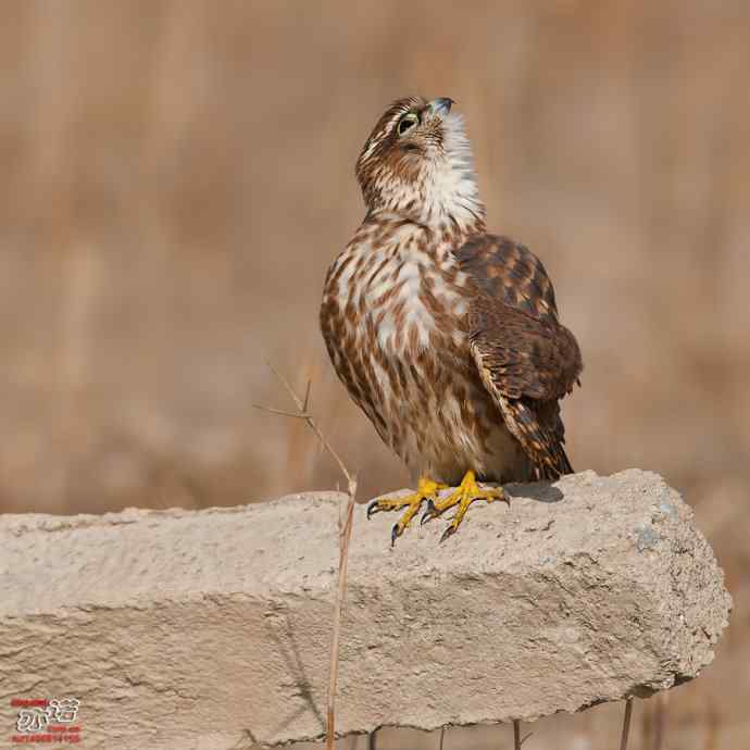 自我陶醉的灰背隼