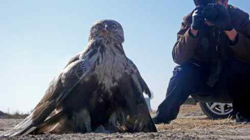 观鸟摄影之趣——人与鵟