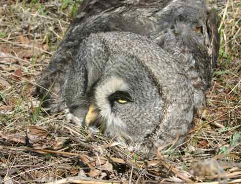 [组图]被老鼠毒死的乌林鸮