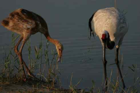 [组图]丹顶鹤三口之家