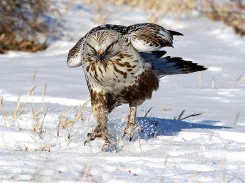 [组图]毛脚鵟的爪子