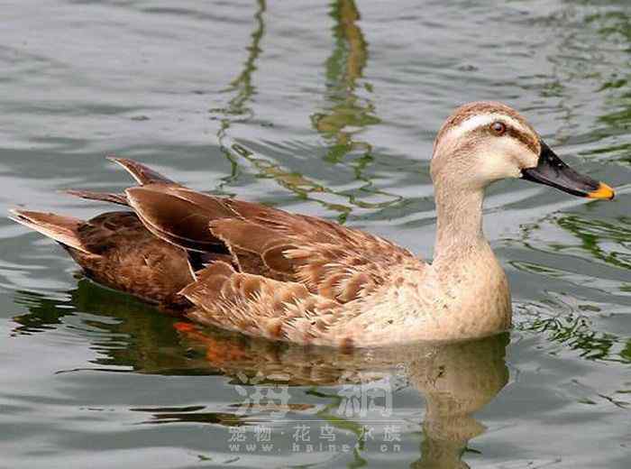 世界著名鸟类——雁形目