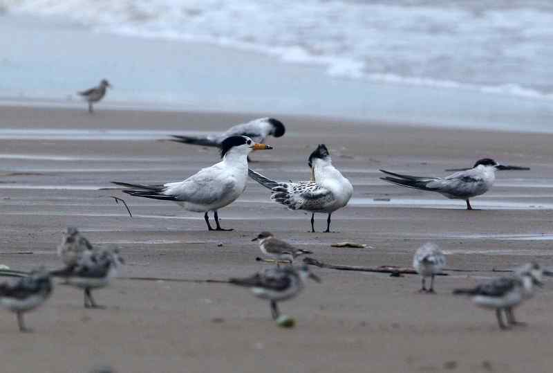 中国的珍稀鸟类 福建观鸟会在行动！