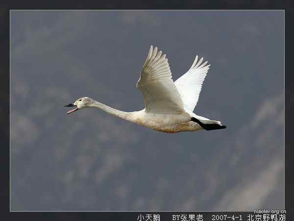 北京野鸭湖观鸟