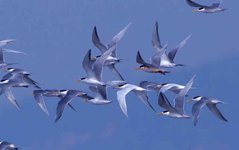 中国的珍稀鸟类 福建观鸟会在行动！