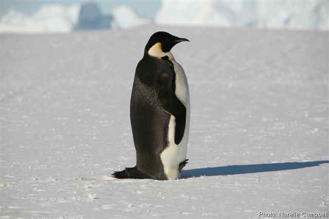 企鹅有尾巴吗？