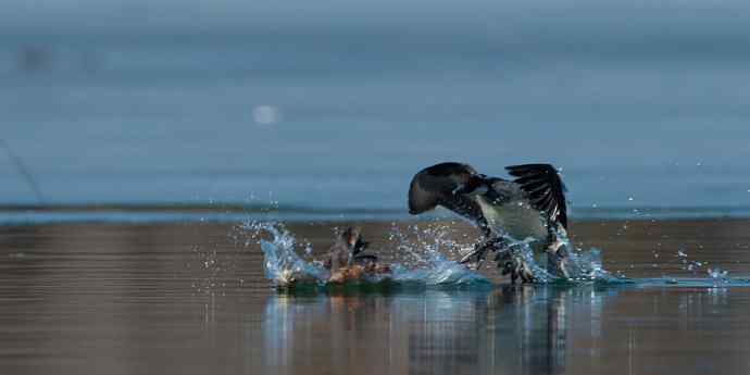 白秋沙鸭抢劫小