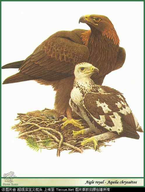 手绘画第5辑——猛禽和啄木鸟