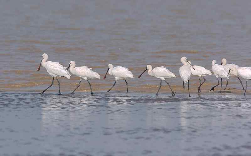中国的珍稀鸟类 福建观鸟会在行动！