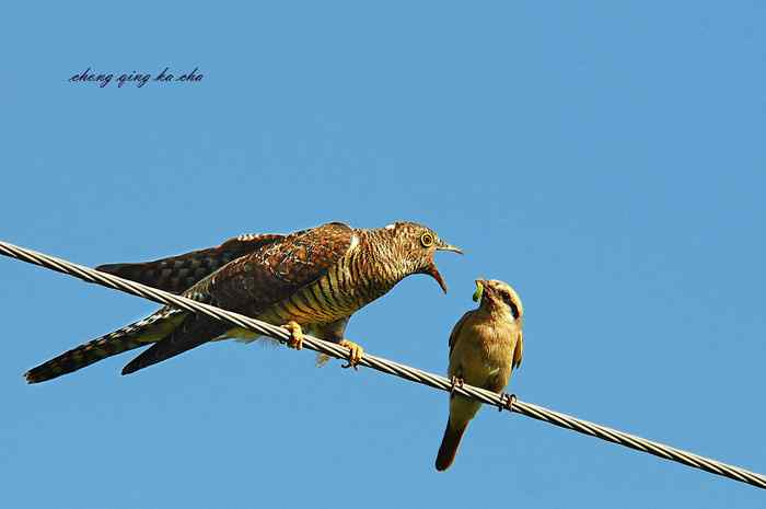 鸟儿的智慧——让你大开眼界(之一 从鱼目混珠到空城计)