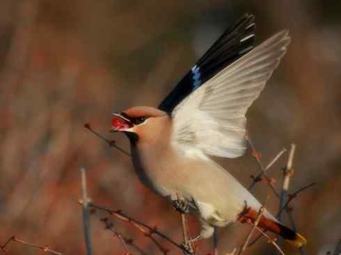 家禽驯化之源之二十