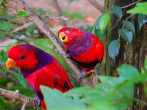 极品红色鸟类：红色吸蜜鹦鹉