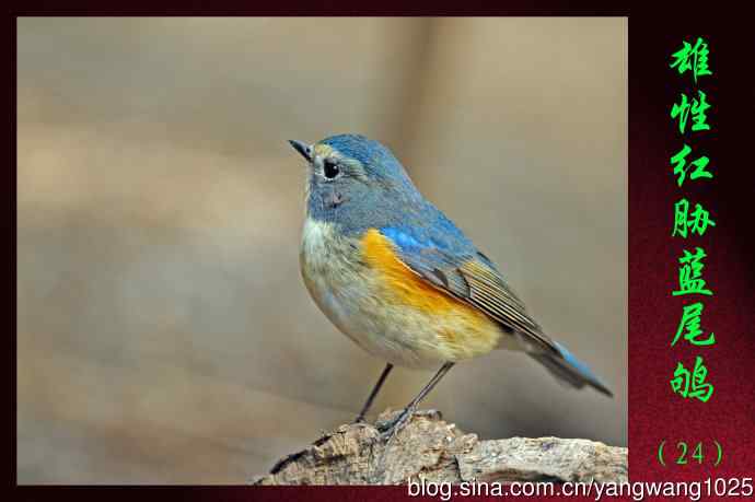 雄性红胁蓝尾鸲（24）