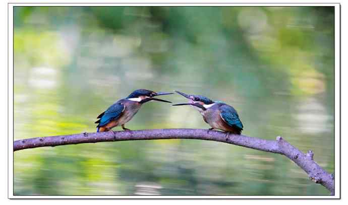 两只小翠玩的爽