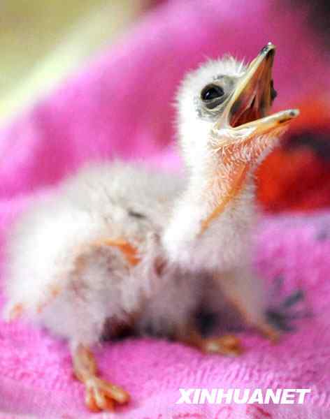 [喜报]海南虎斑鳽人工繁殖成功