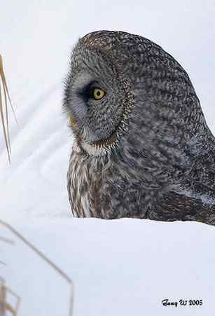 猫头鹰乌林鸮的”雷达系统” 猫头鹰乌林鸮的”雷达系统”