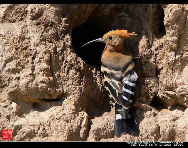 戴胜鸟图集欣赏
