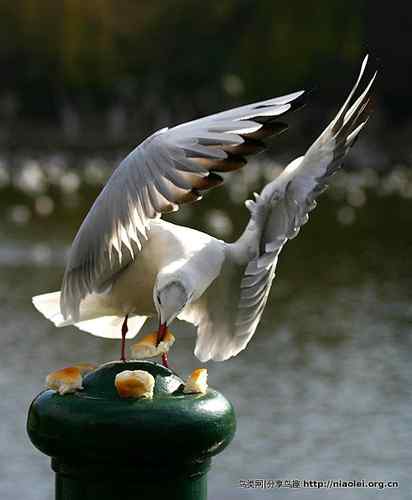 95张鸟儿嬉戏精品图集