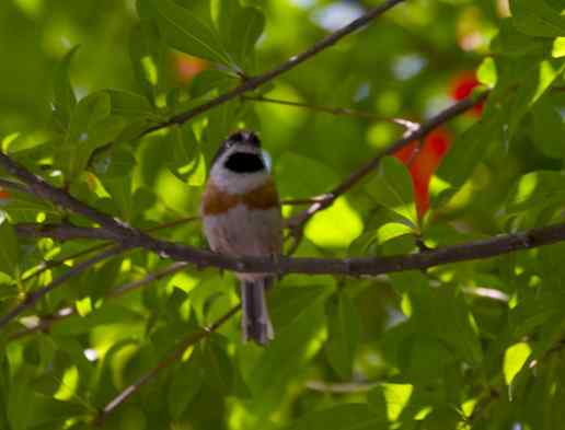 纤细的红头长尾山雀