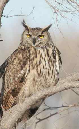 最大的猫头鹰——雕枭