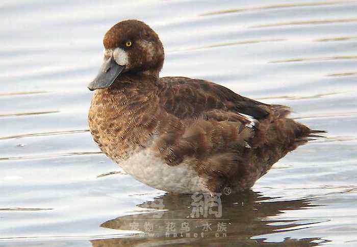 世界著名鸟类——雁形目