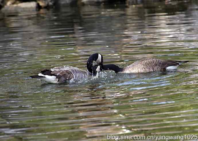 加拿大雁的婚礼（纪实）
