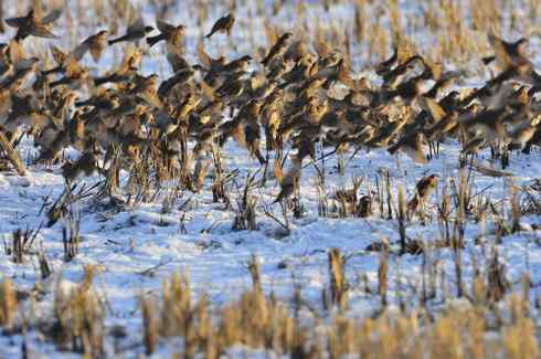 东北地区的留鸟
