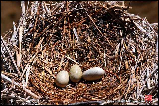 鸟类的产卵数量