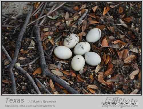 德克萨斯州的笨鸭子