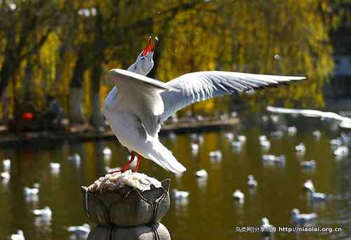 95张鸟儿嬉戏精品图集