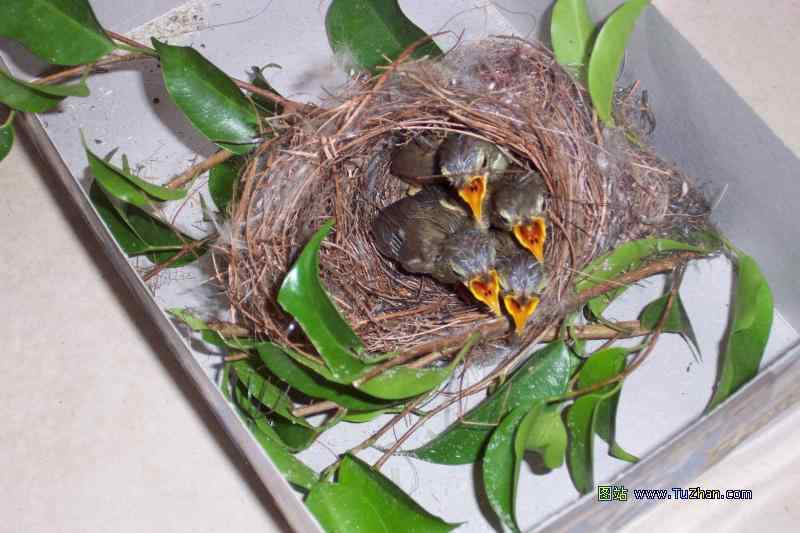 鸟巢幼鸟写真第3辑