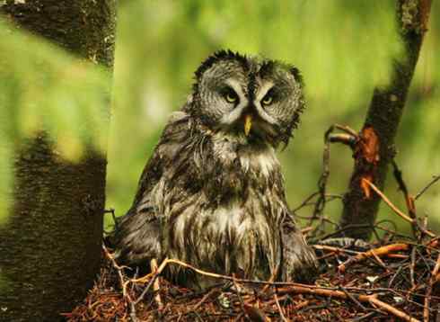 [组图]乌林枭宝宝长大了