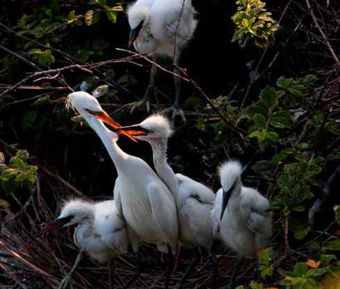 黄嘴白鹭东亚珍稀水禽