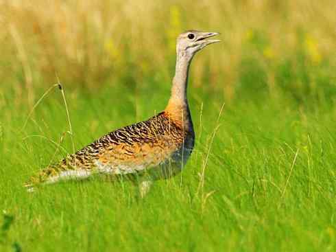 鸟类之最：大鸨