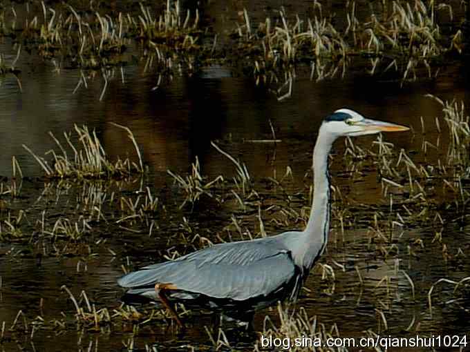 苍鹭抓鱼记(十渡) 苍鹭抓鱼记(十渡)