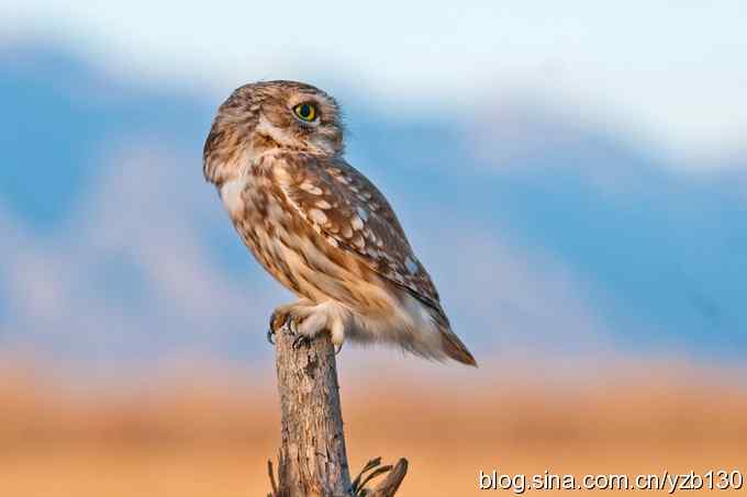 密林深处遭遇方头小猫（组图，12张图片）